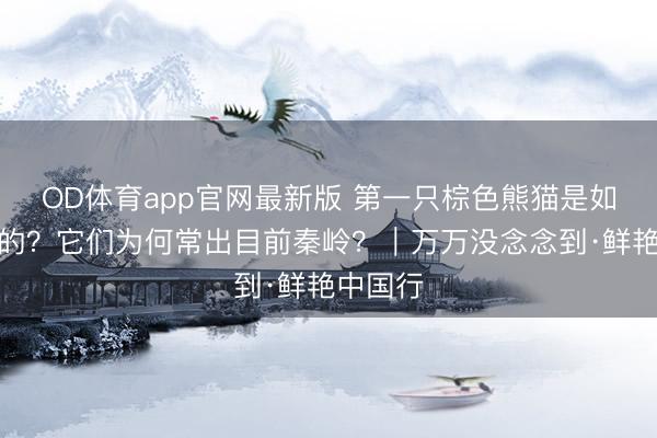 OD体育app官网最新版 第一只棕色熊猫是如何发现的？它们为何常出目前秦岭？｜万万没念念到·鲜艳中国行
